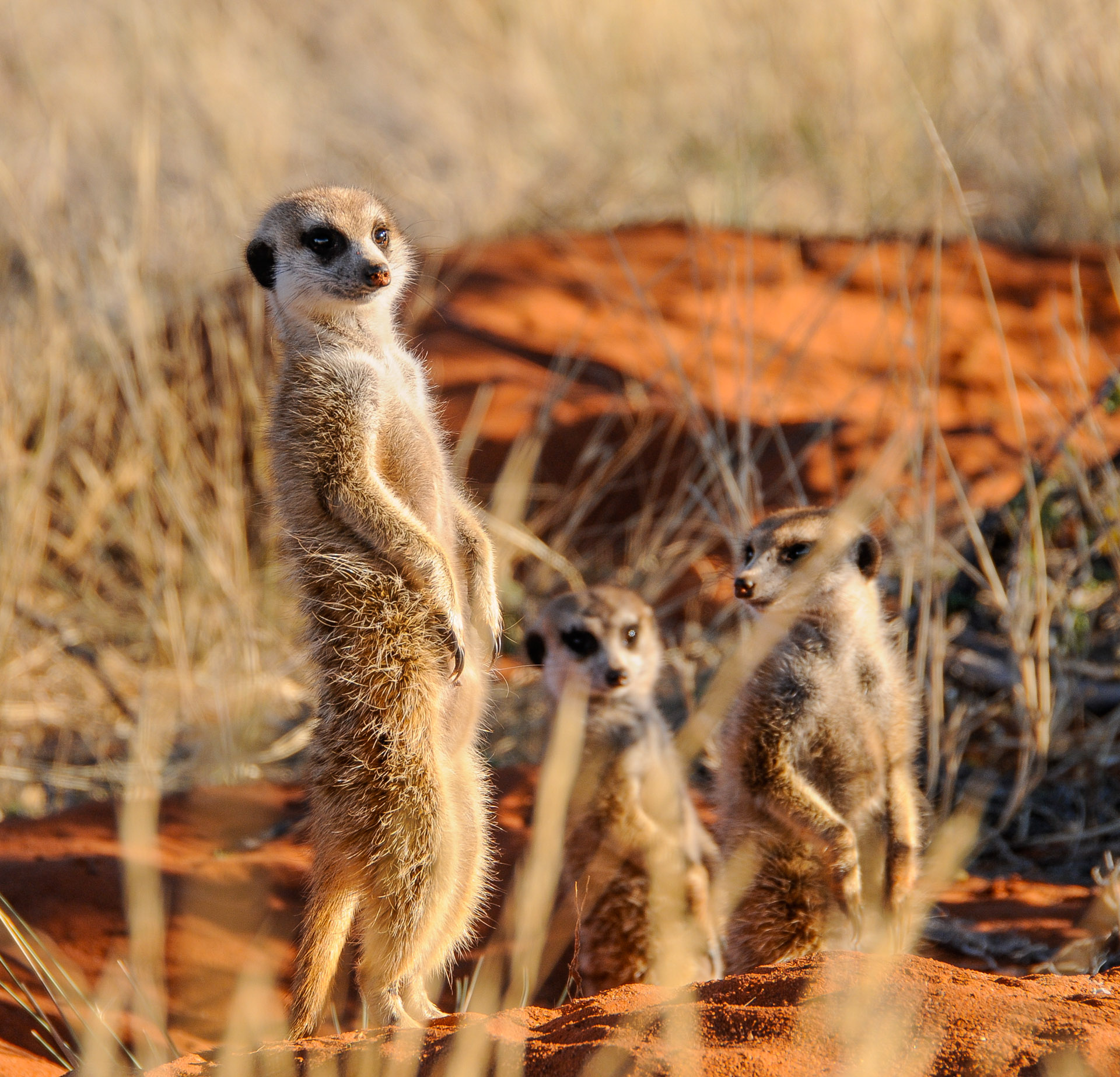 meercats kalahari 1