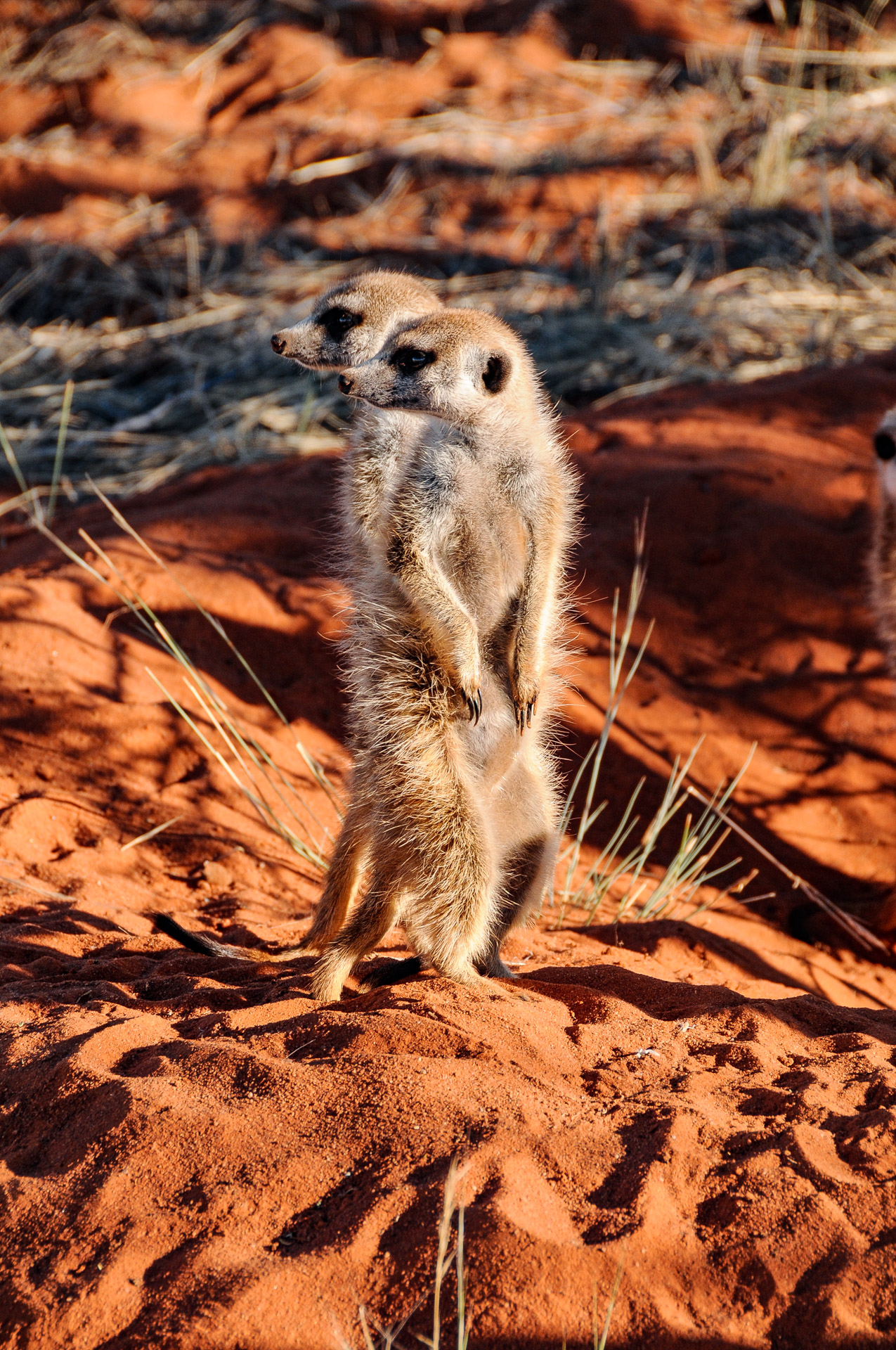 Meercats Kalahari 2