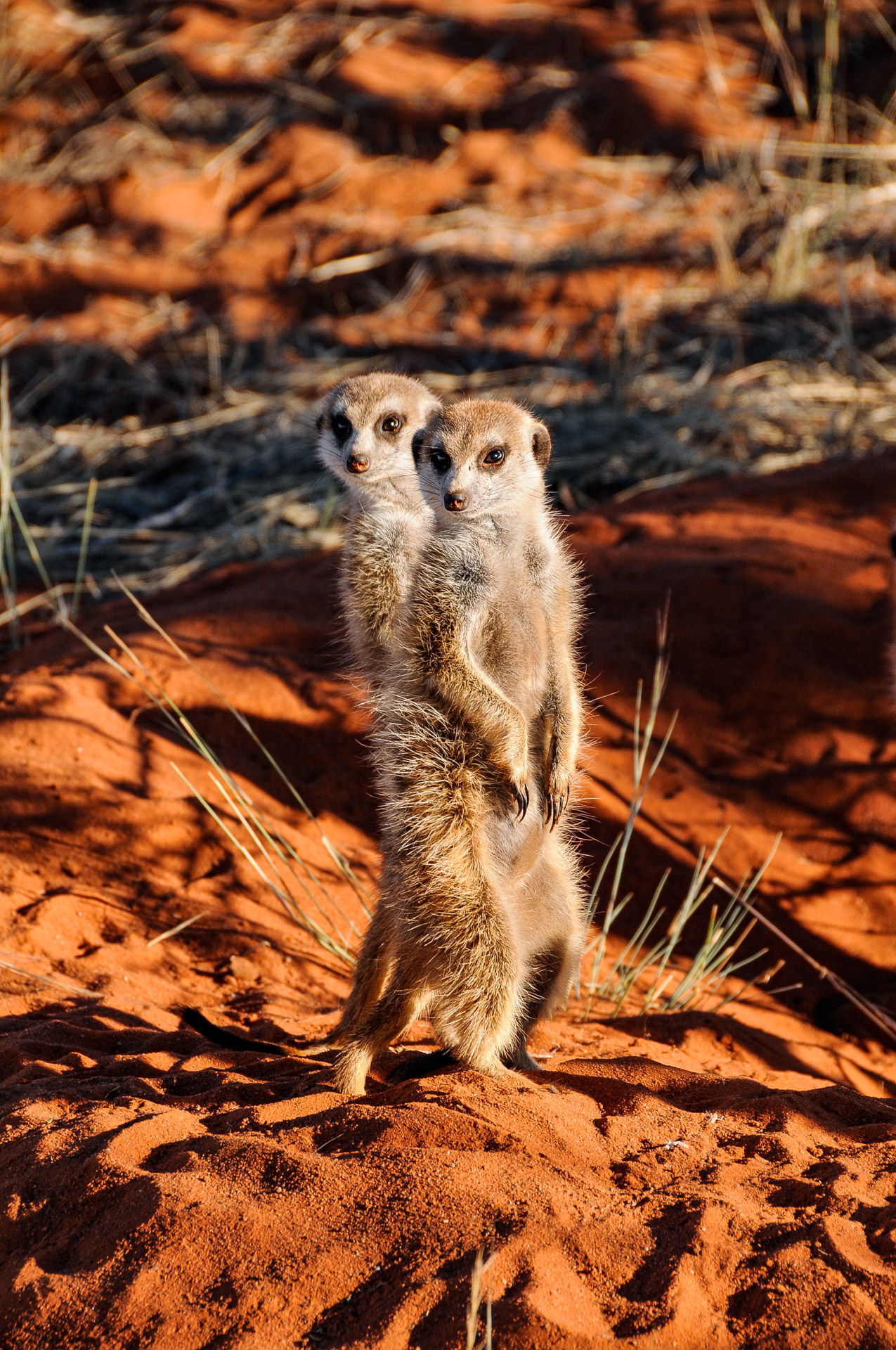 Meercats Kalahari 3