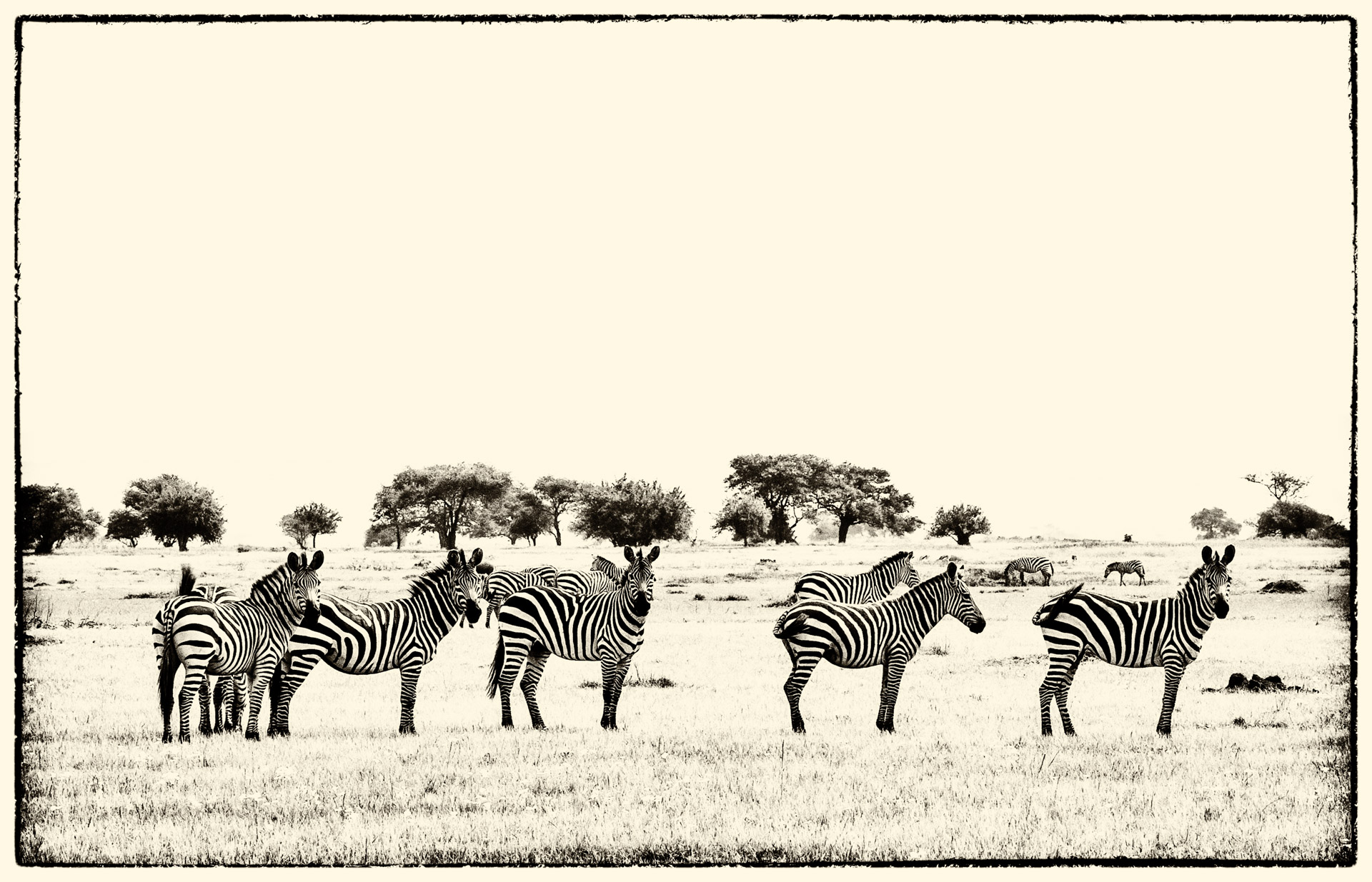 zebra serengeti
