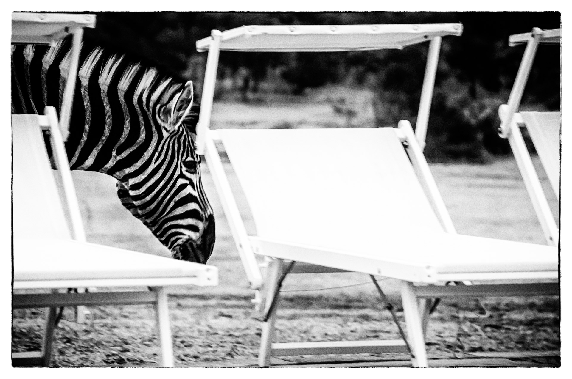 zebra am pool