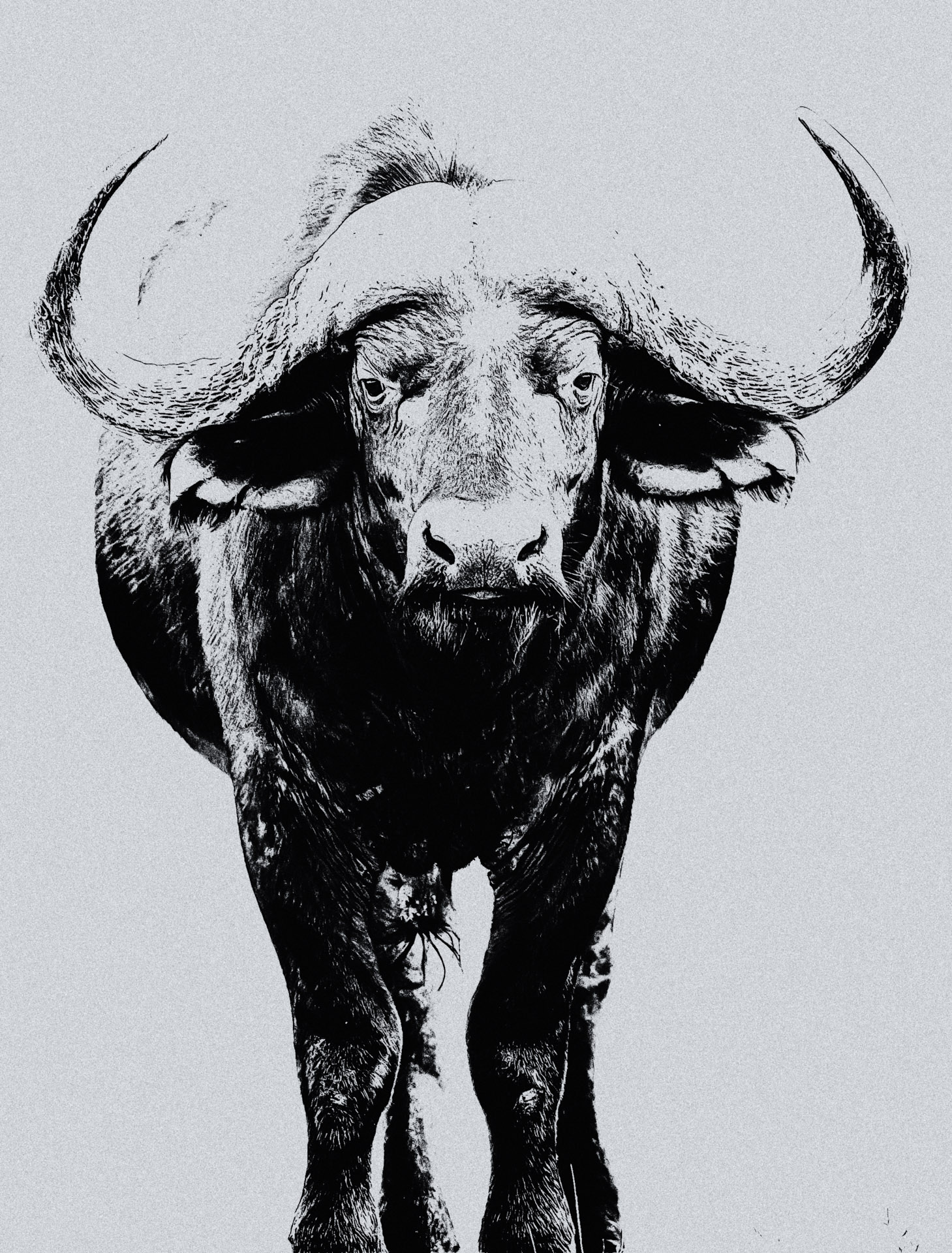 cape buffalo