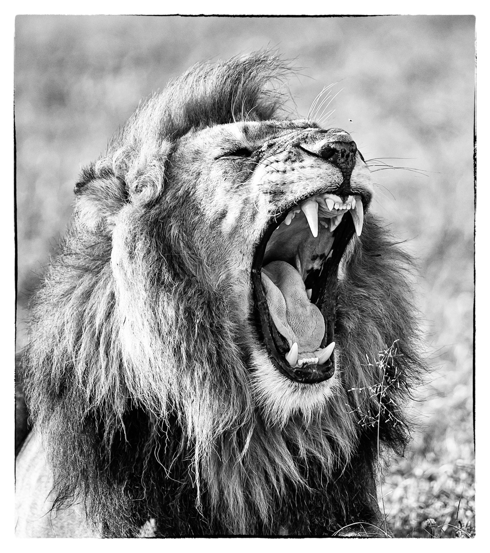 roaring lion