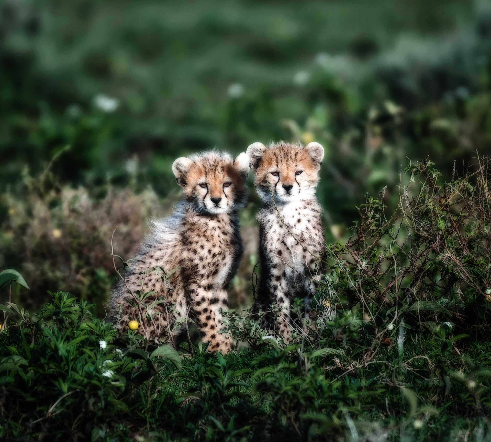 cheetah cub 1