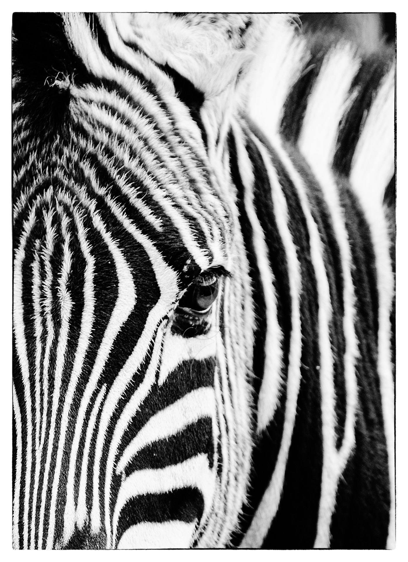 zebras eye