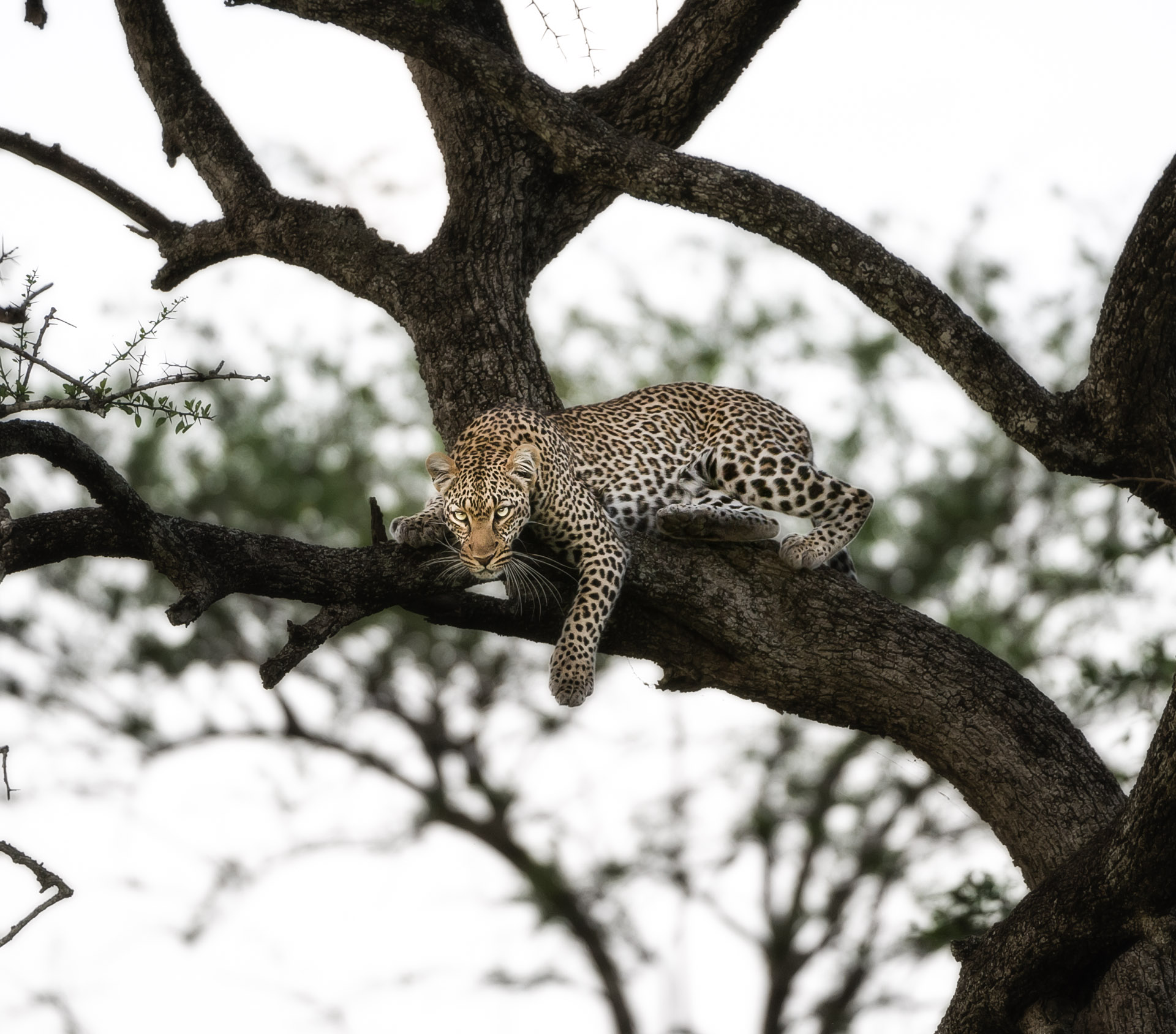 Leopard on tree hunting