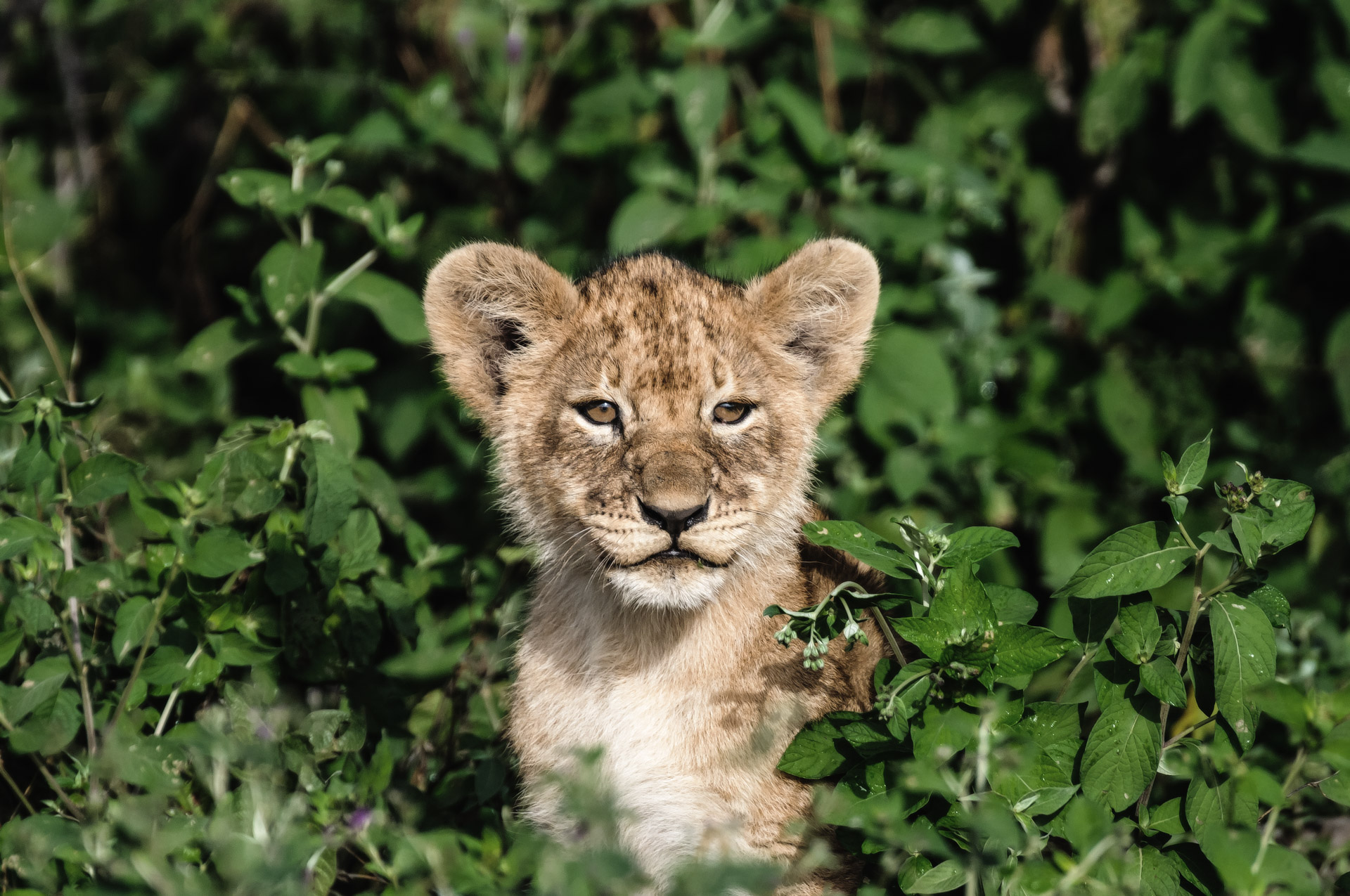 lion cub